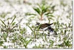 Killdeer_Assateague_2025Jun_R5C03810