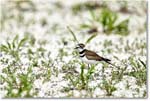 Killdeer_Assateague_2025Jun_R5C03834