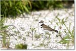 Killdeer_Assateague_2025Jun_R5C03854