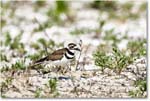 Killdeer_Assateague_2025Jun_R5C03886