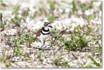 Killdeer_Assateague_2025Jun_R5C03891