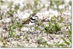 Killdeer_Assateague_2025Jun_R5C03892