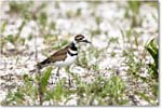 Killdeer_Assateague_2025Jun_R5C03907