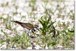 Killdeer_Assateague_2025Jun_R5C03911