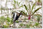 Killdeer_Assateague_2025Jun_R5C03916