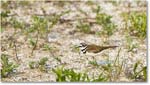 Killdeer_Assateague_2025Jun_R5D01731