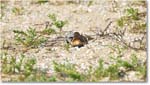 Killdeer_Assateague_2025Jun_R5D01733