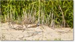 Killdeer_Assateague_2025Jun_R5D01737