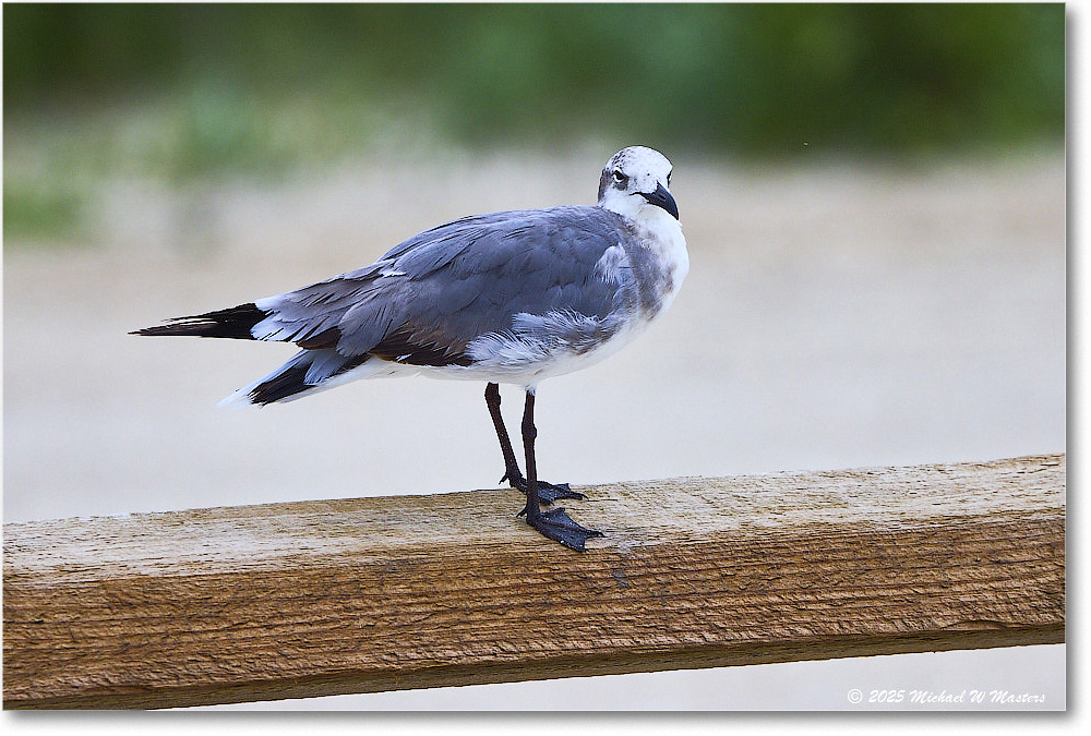 LaughingGull_Assateague_2025Jun_R5A25133