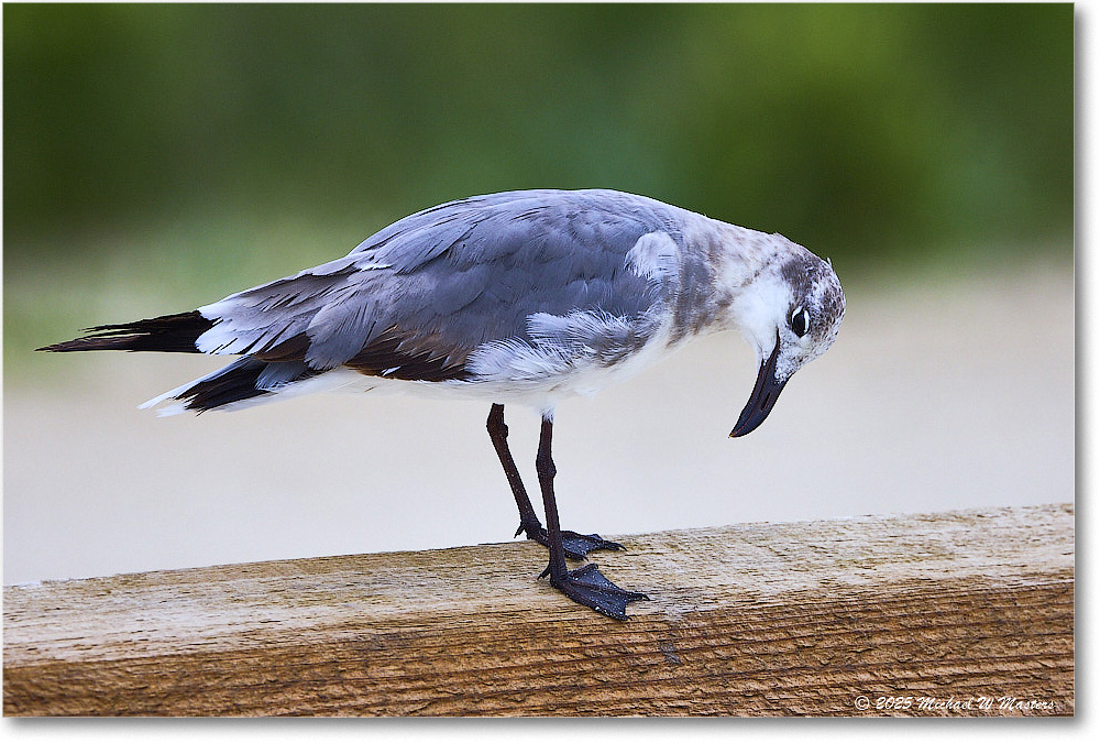 LaughingGull_Assateague_2025Jun_R5A25135