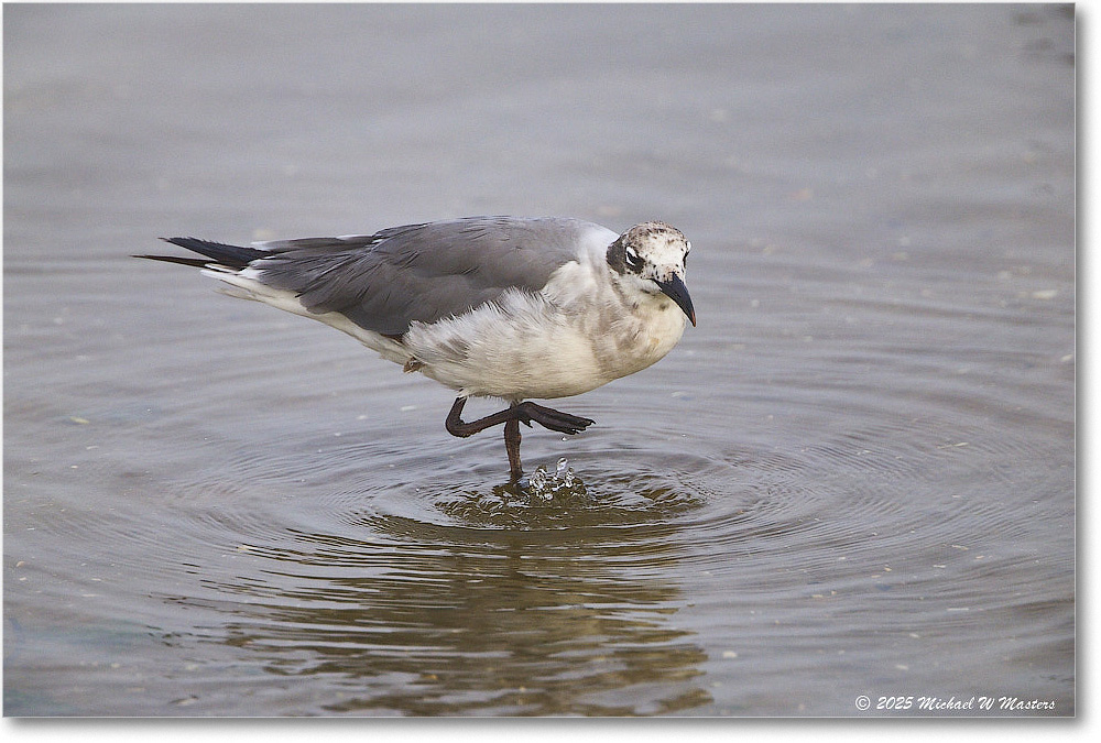 LaughingGull_Assateague_2025Jun_R5D01941