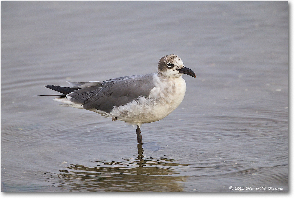 LaughingGull_Assateague_2025Jun_R5D01944