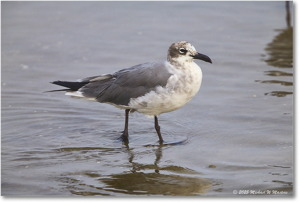 LaughingGull_Assateague_2025Jun_R5D01946
