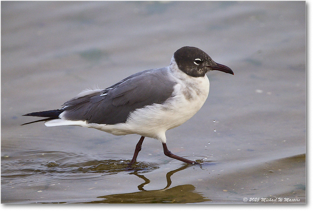 LaughingGull_Assateague_2025Jun_R5D01949