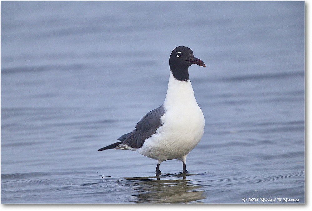 LaughingGull_Assateague_2025Jun_R5D01955