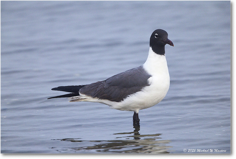 LaughingGull_Assateague_2025Jun_R5D01961