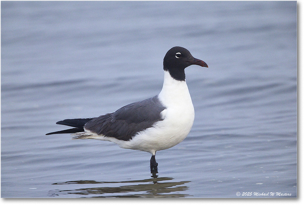 LaughingGull_Assateague_2025Jun_R5D01964