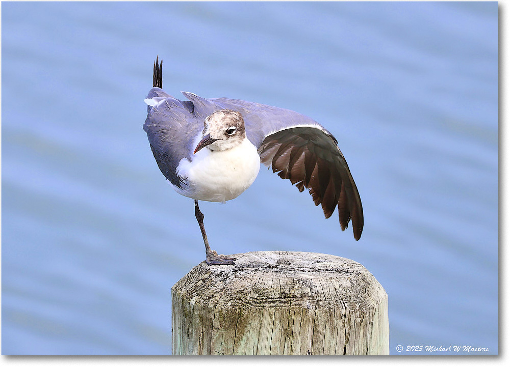 LaughingGull_OysterBay_2025Jun_R50L0016
