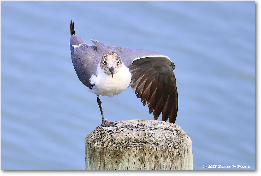 LaughingGull_OysterBay_2025Jun_R50L0017