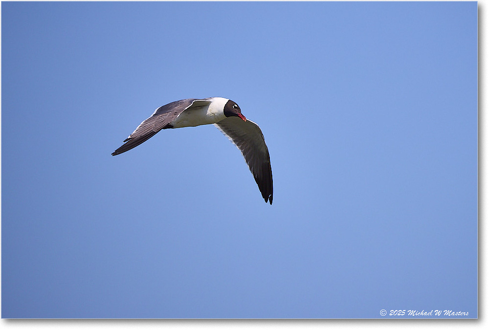 LaughingGull_OysterBay_2025Jun_R5A25653