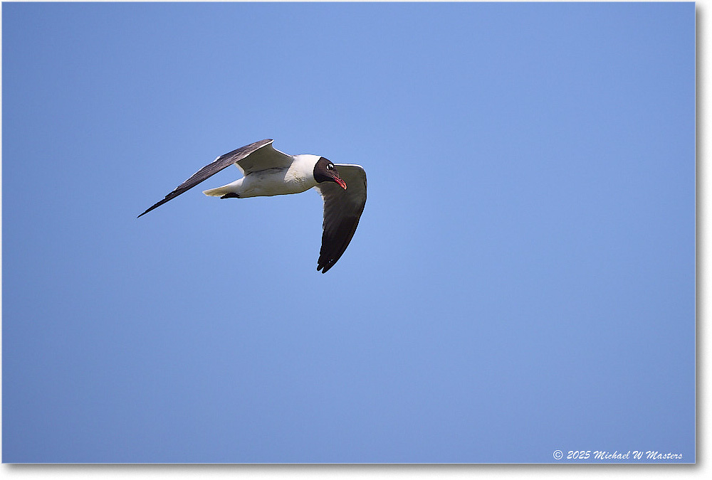 LaughingGull_OysterBay_2025Jun_R5A25654