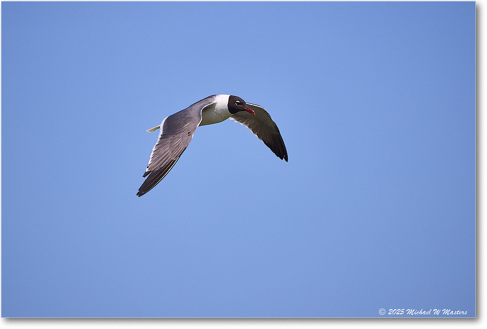 LaughingGull_OysterBay_2025Jun_R5A25656