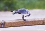 LaughingGull_Assateague_2025Jun_R5A25132