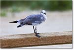 LaughingGull_Assateague_2025Jun_R5A25133