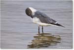LaughingGull_Assateague_2025Jun_R5D01936