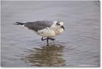 LaughingGull_Assateague_2025Jun_R5D01941