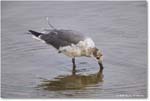 LaughingGull_Assateague_2025Jun_R5D01942