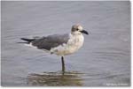 LaughingGull_Assateague_2025Jun_R5D01944