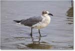LaughingGull_Assateague_2025Jun_R5D01946