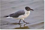 LaughingGull_Assateague_2025Jun_R5D01949