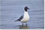 LaughingGull_Assateague_2025Jun_R5D01955