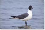 LaughingGull_Assateague_2025Jun_R5D01961