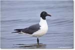 LaughingGull_Assateague_2025Jun_R5D01964