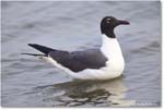 LaughingGull_Assateague_2025Jun_R5D01972