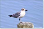 LaughingGull_OysterBay_2025Jun_R50L0013