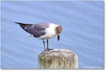 LaughingGull_OysterBay_2025Jun_R50L0014