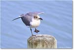 LaughingGull_OysterBay_2025Jun_R50L0015