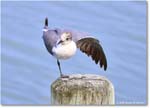 LaughingGull_OysterBay_2025Jun_R50L0016