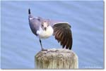 LaughingGull_OysterBay_2025Jun_R50L0017