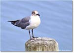 LaughingGull_OysterBay_2025Jun_R50L0018