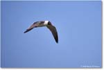 LaughingGull_OysterBay_2025Jun_R5A25653
