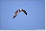 LaughingGull_OysterBay_2025Jun_R5A25656