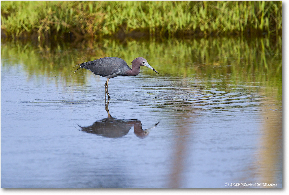 LittleBlueHeron_ChincoteagueNWR_2025Jun_R5C03280
