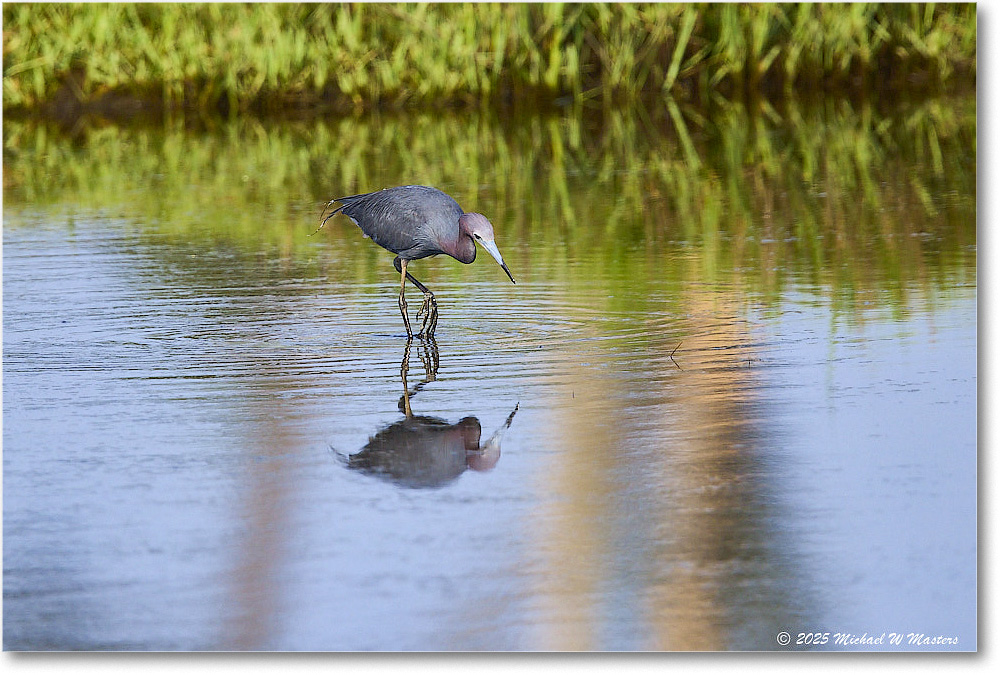 LittleBlueHeron_ChincoteagueNWR_2025Jun_R5C03281
