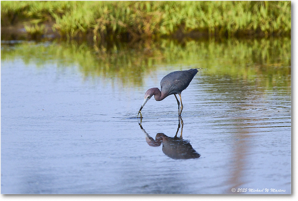 LittleBlueHeron_ChincoteagueNWR_2025Jun_R5C03285