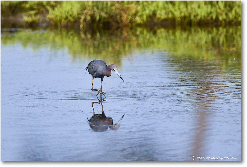 LittleBlueHeron_ChincoteagueNWR_2025Jun_R5C03286